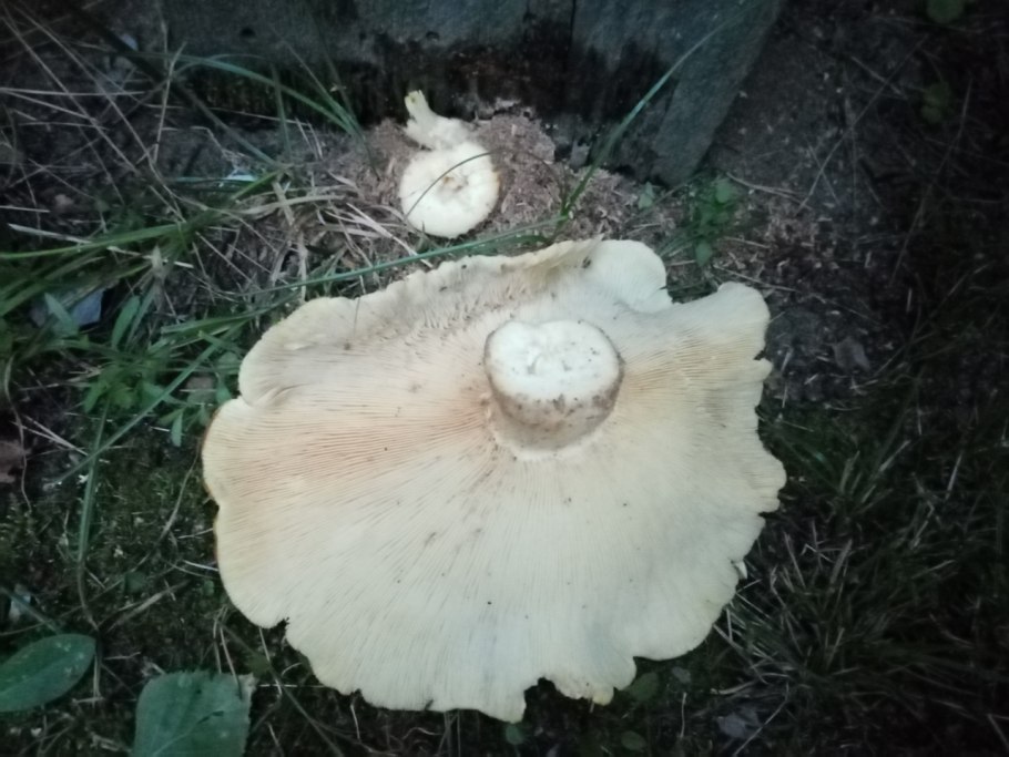Скрипица Lactarius vellereus.