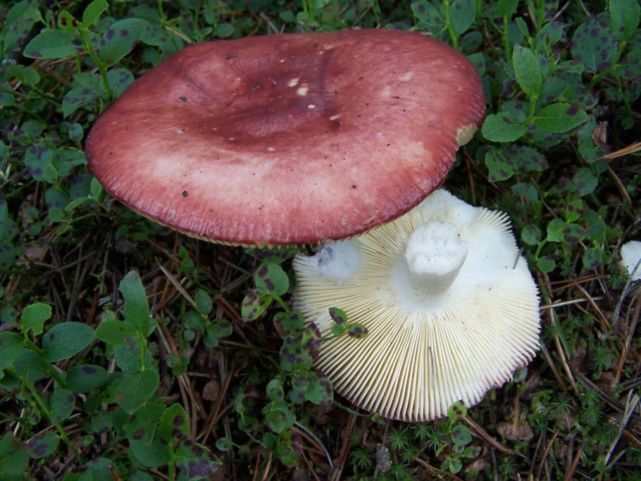 Сыроежка Болотная Russula paludosa