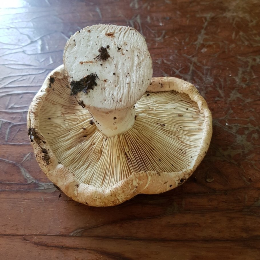 Гриб зонтик белый Макролепиота