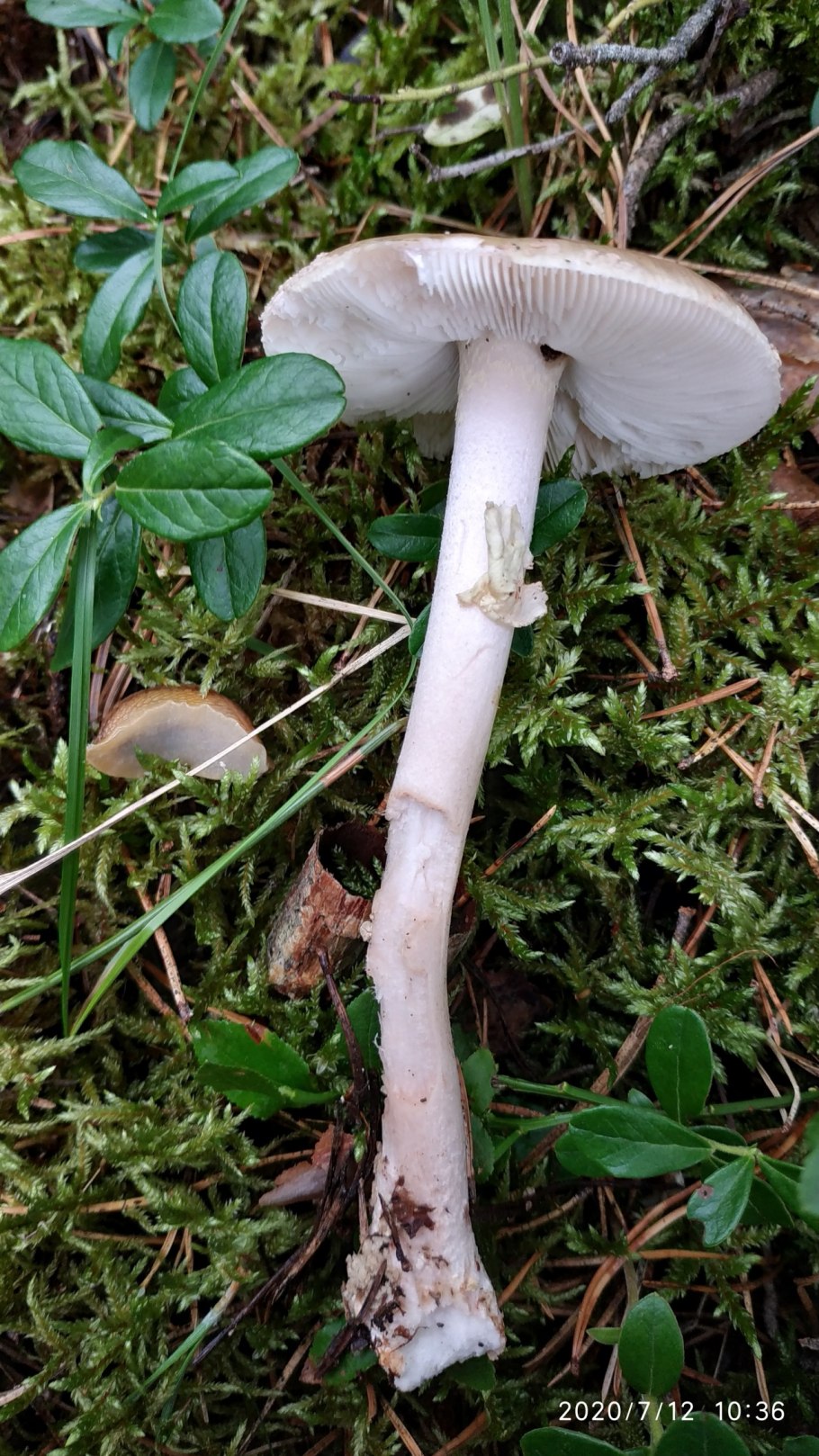 Пластинчатые грибы Плютей Олений