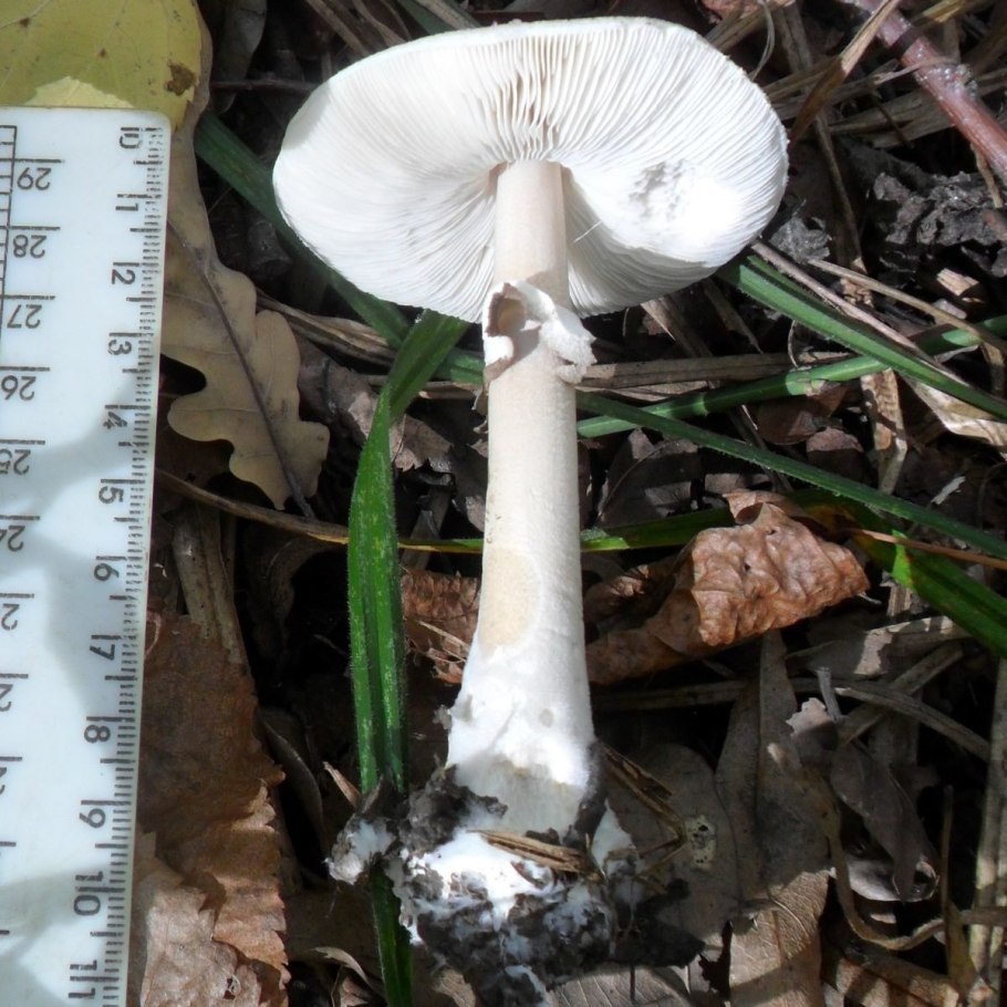 Грибы растут дорожками