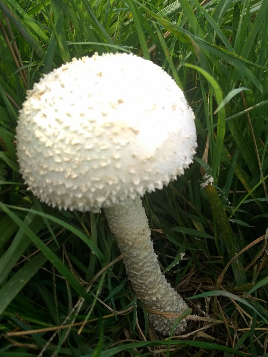 Краснодарский мухомор