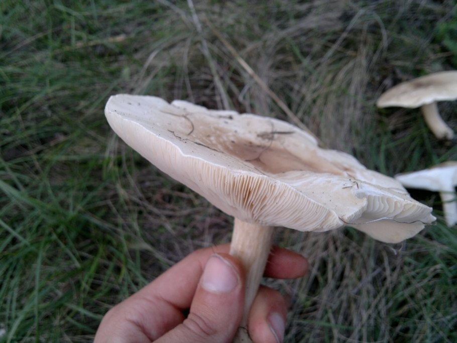 Говорушка лиловоногая