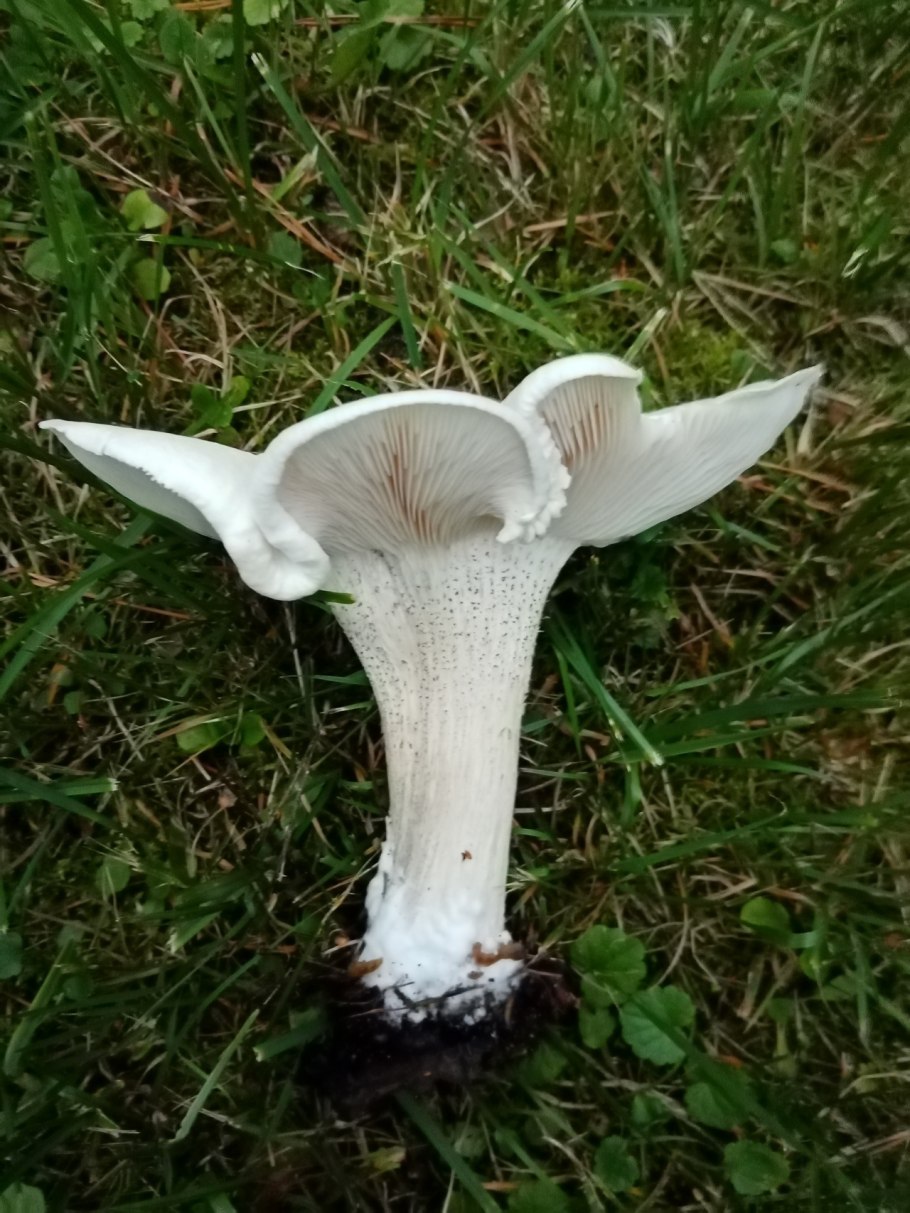 Меланолеука гриб