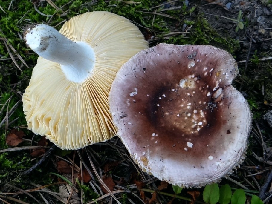 Сыроежка турецкая (Russula Turci)