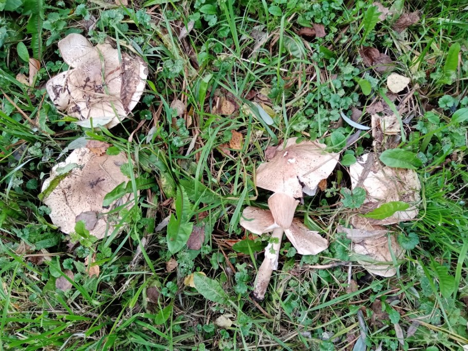 Энтолома шероховатенькая