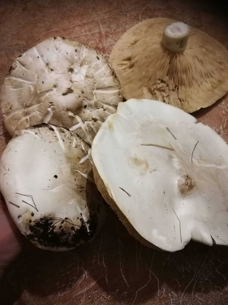 Грибы с белыми пластинками