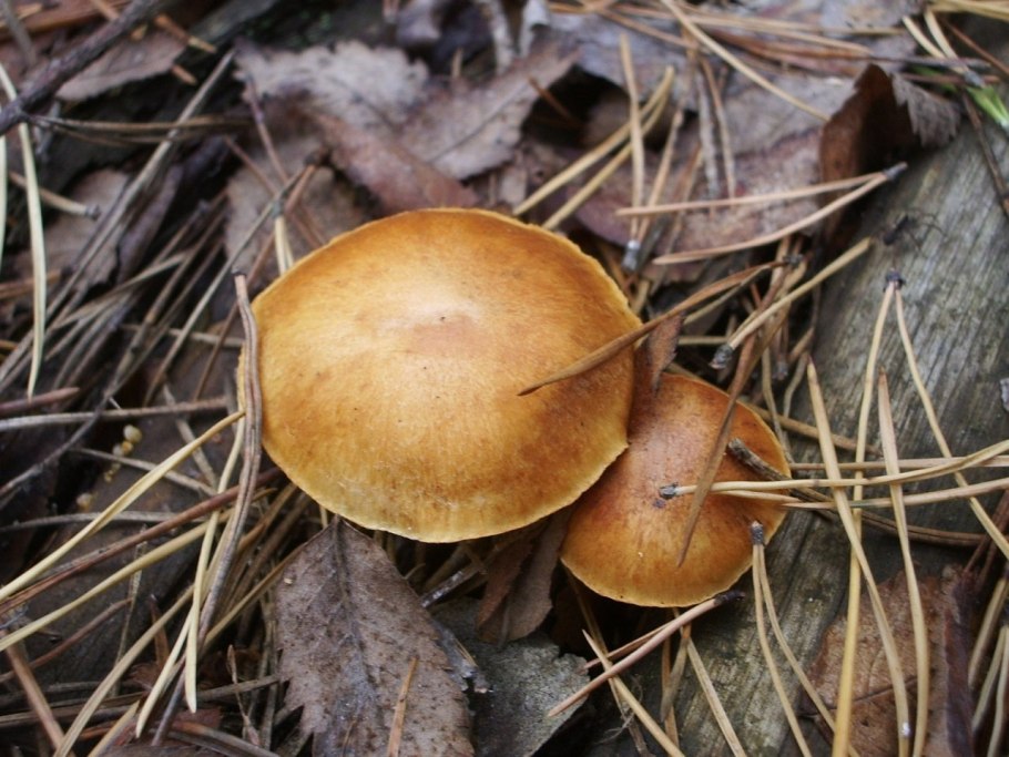 Gymnopilus sapineus