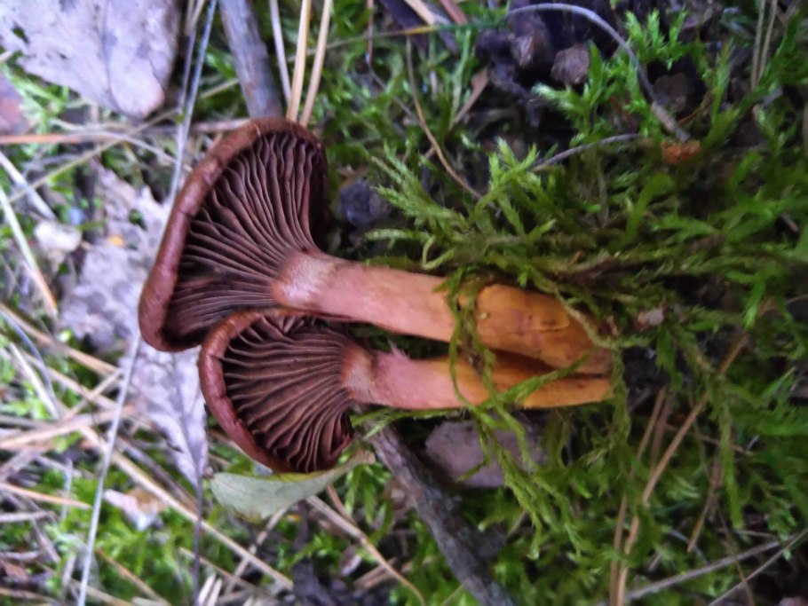 Лесные опята съедобные