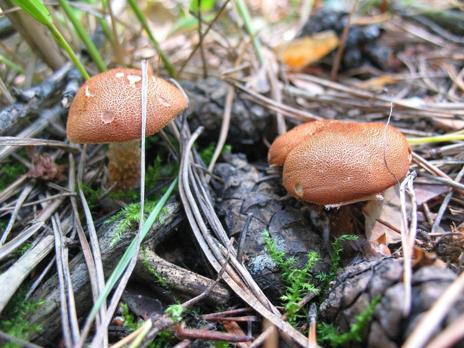 Cortinarius brunneus