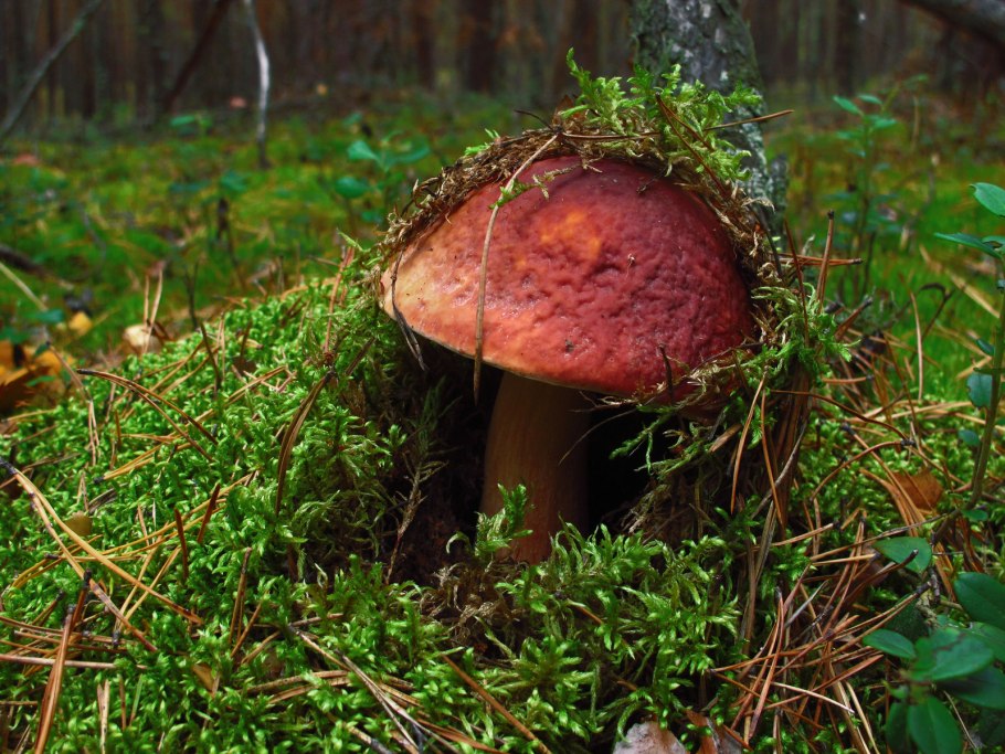 Съедобные грибы Новосибирской области