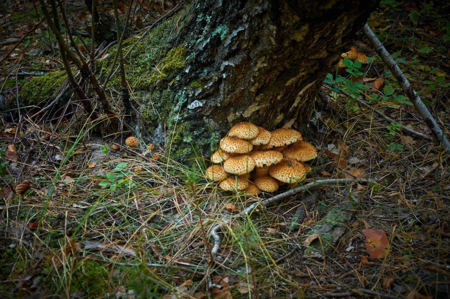 Грибы растущие ку, ками