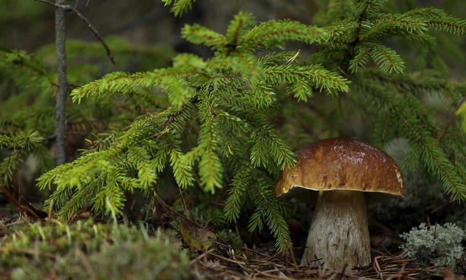 Грибы растущие в Сосновом лесу на песке