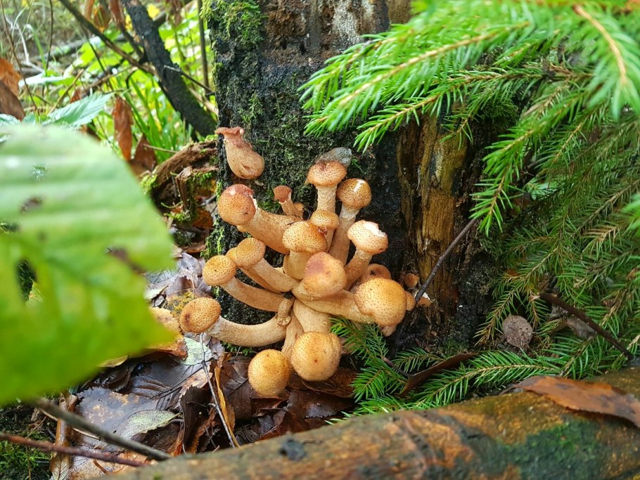 Карелия лес опята