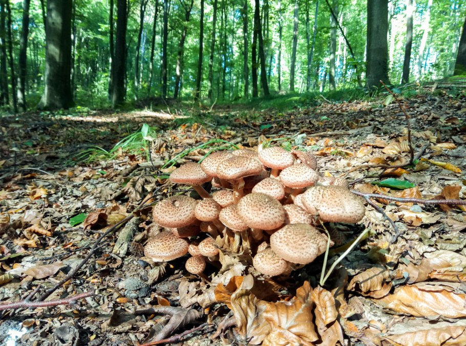 Лесные уборщики грибы