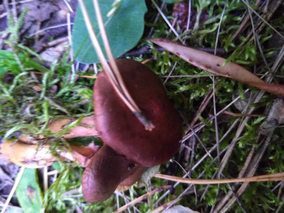 Млечник гриб