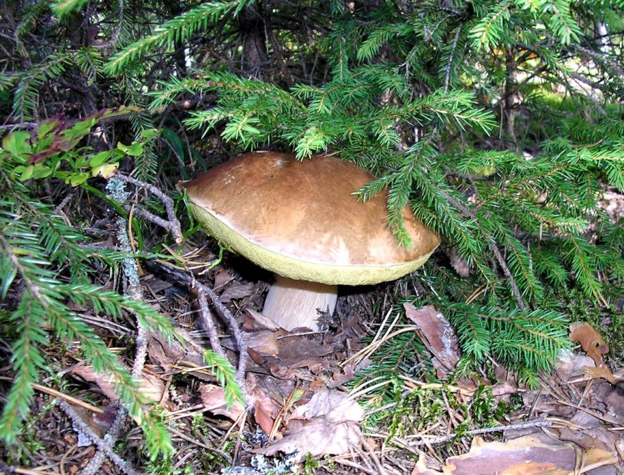 Грибы рядовки под соснами