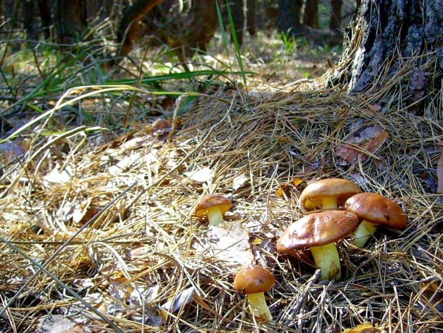 Сосновый шампиньон