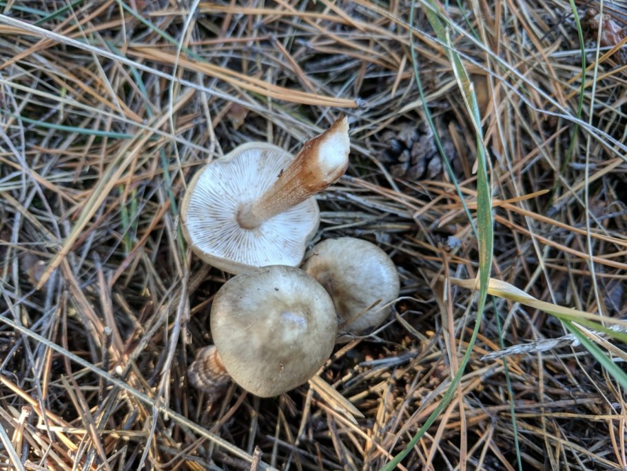 Древесные опята Камчатка