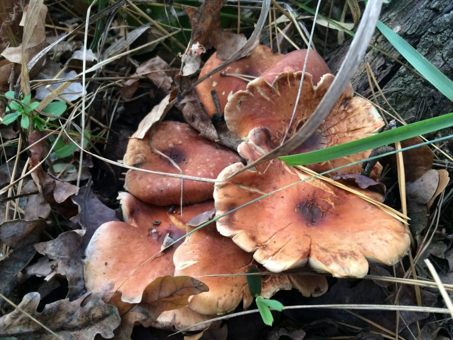 Съедобные грибы в Сосновом Бору