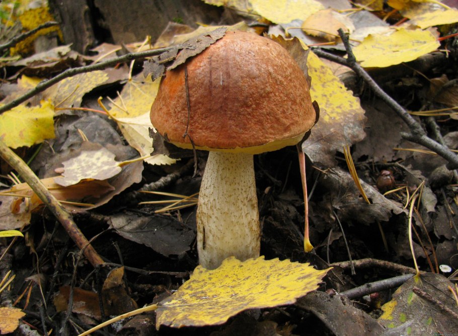 Гриб Боровик Сосновый