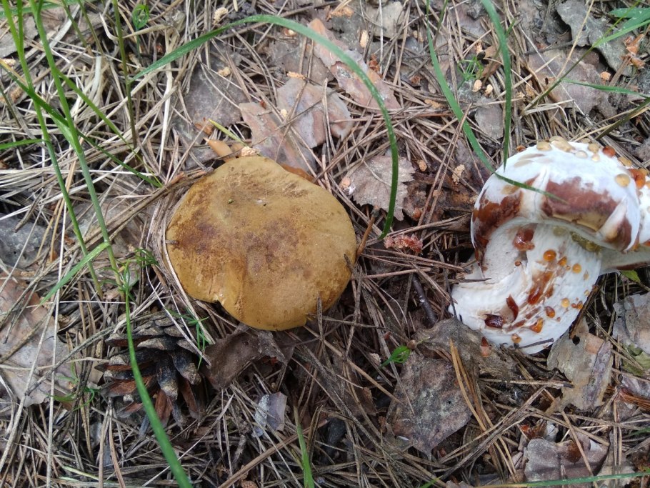 Грибы растущие в соснах