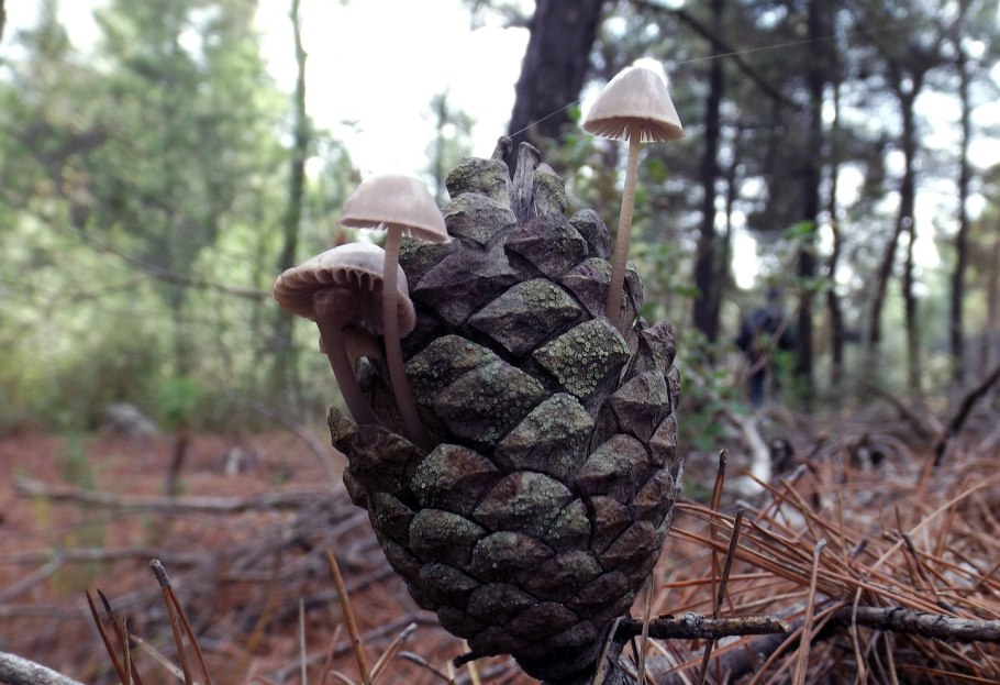 Грибы в ельнике