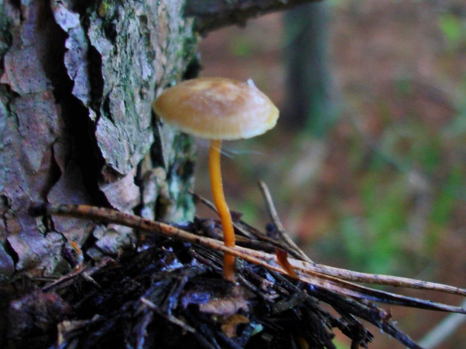 Поляна подосиновиков