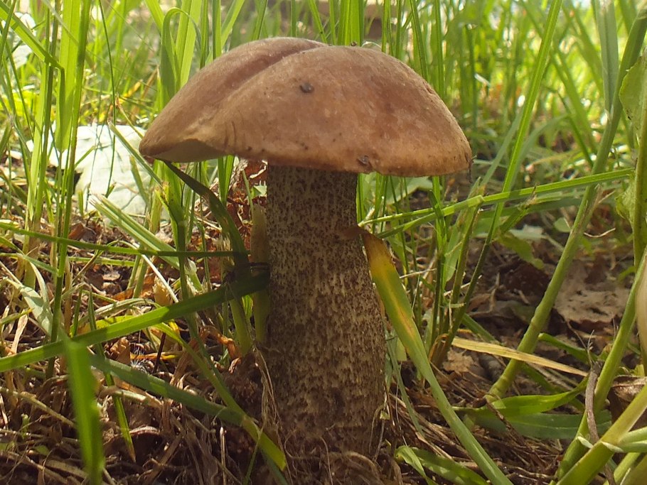 Обабки в Свердловской области