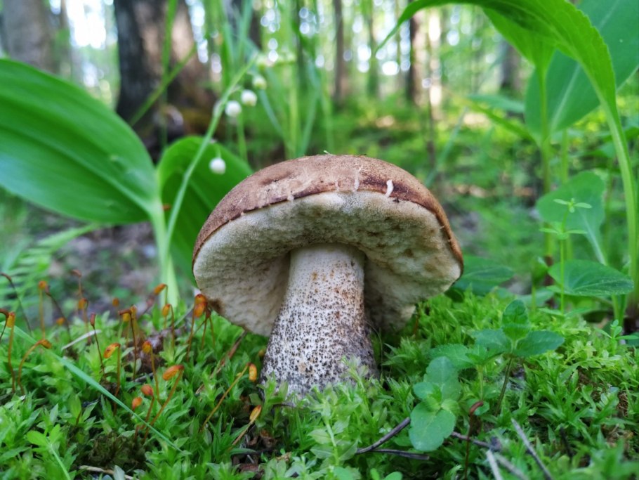 Гриб обабок