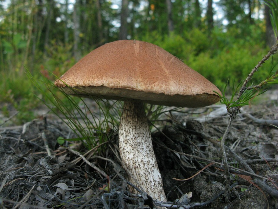 Грибы обабки обабки