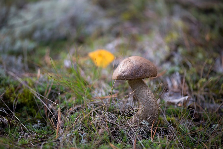 Подосиновик красный (обабок, красноголовик)