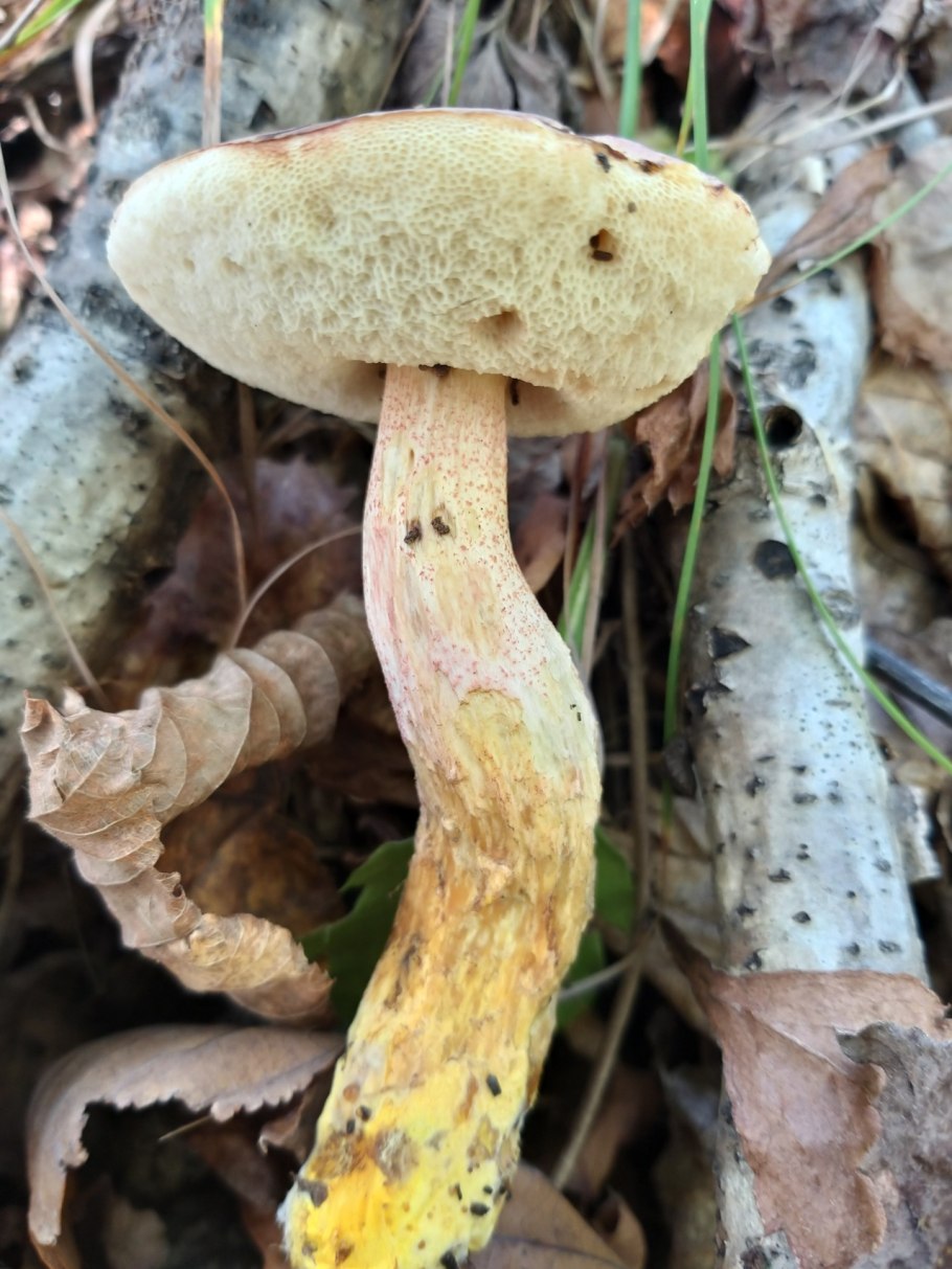 Розовый обабок гриб