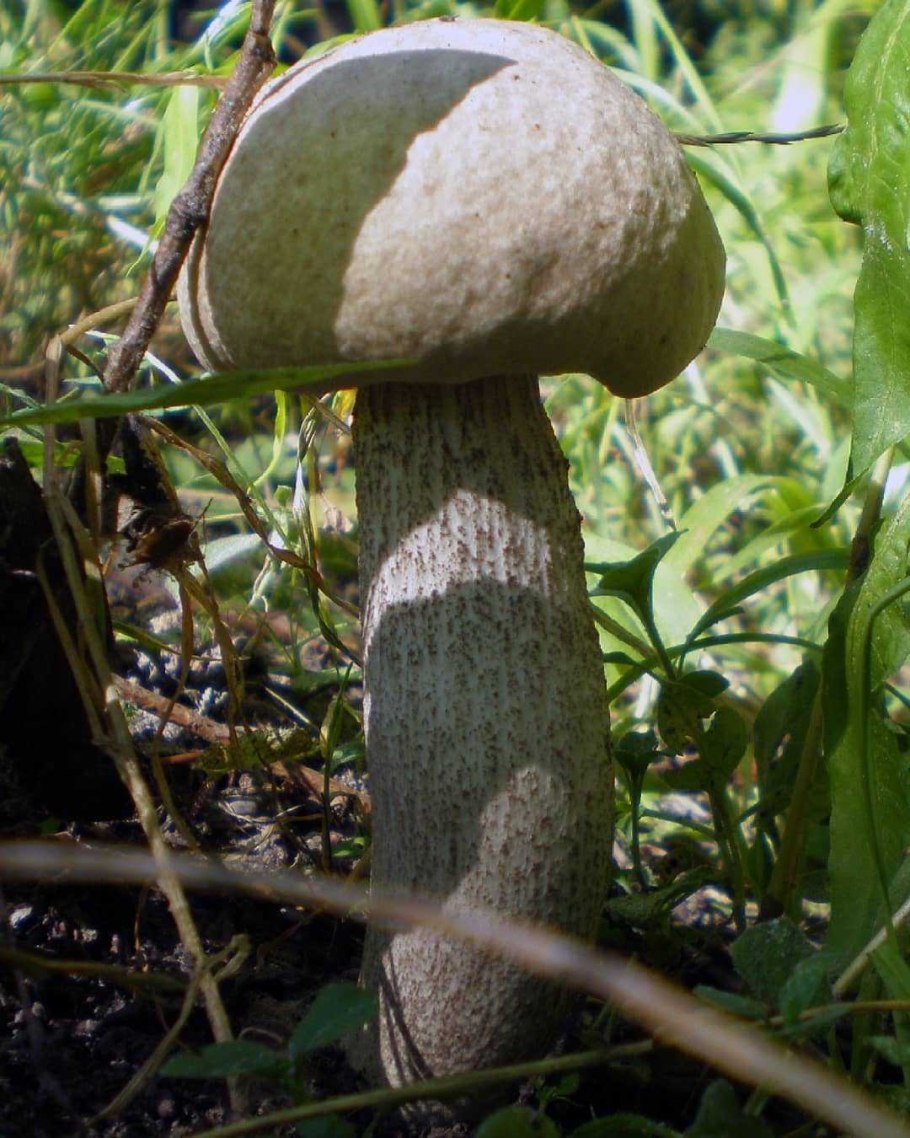 Гриб красноголовик ложный