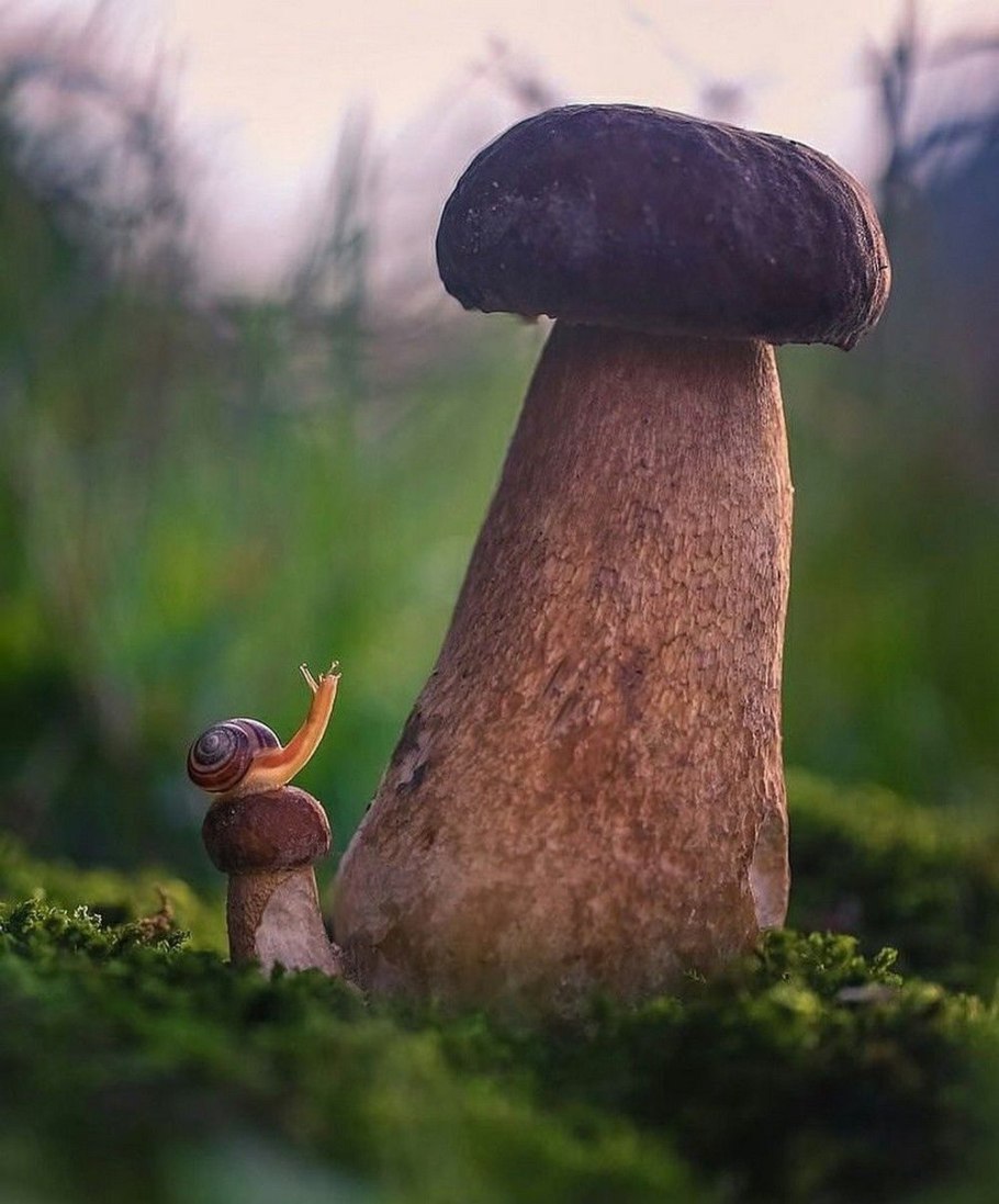Улитка на грибе