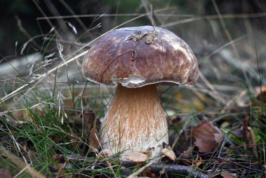 Обабок окрашенноножковый