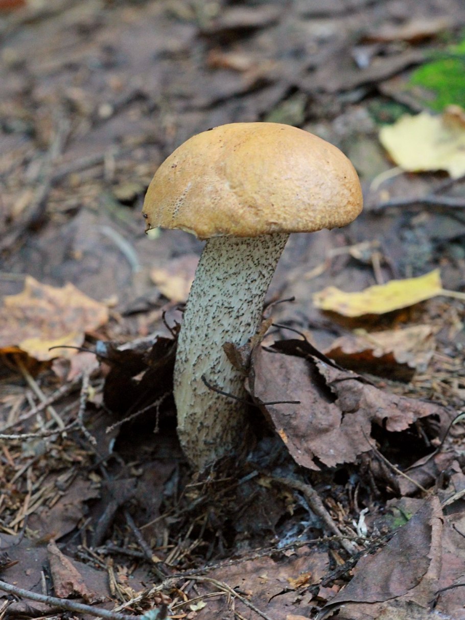 Грибы обабки обабки