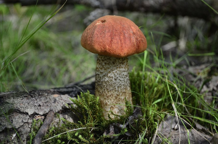 Красноголовик дубовый