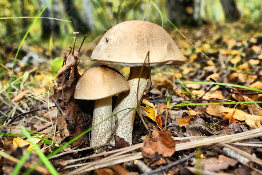 Обабок пластинчатый?