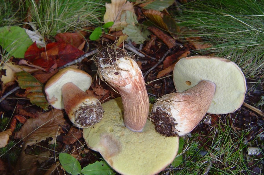 Подберезовик черноголовик