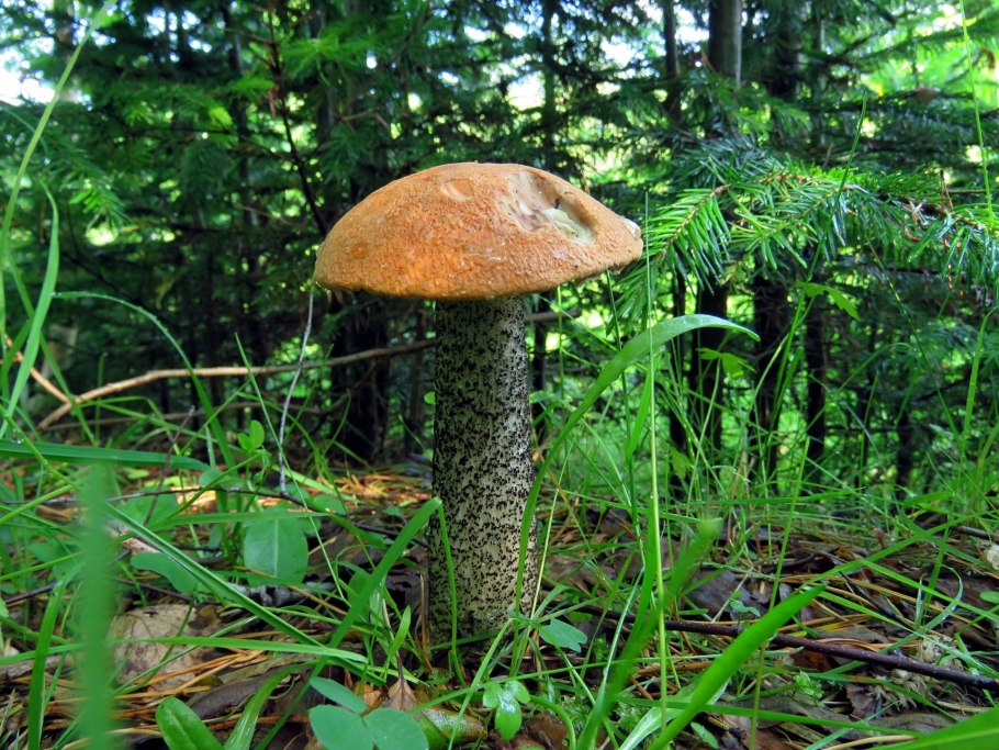 Обабок и подосиновик