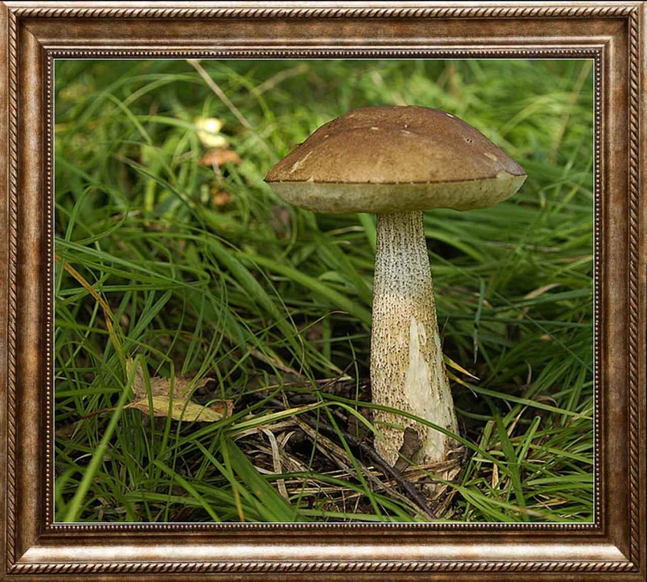 Гриб подберезовик ложный