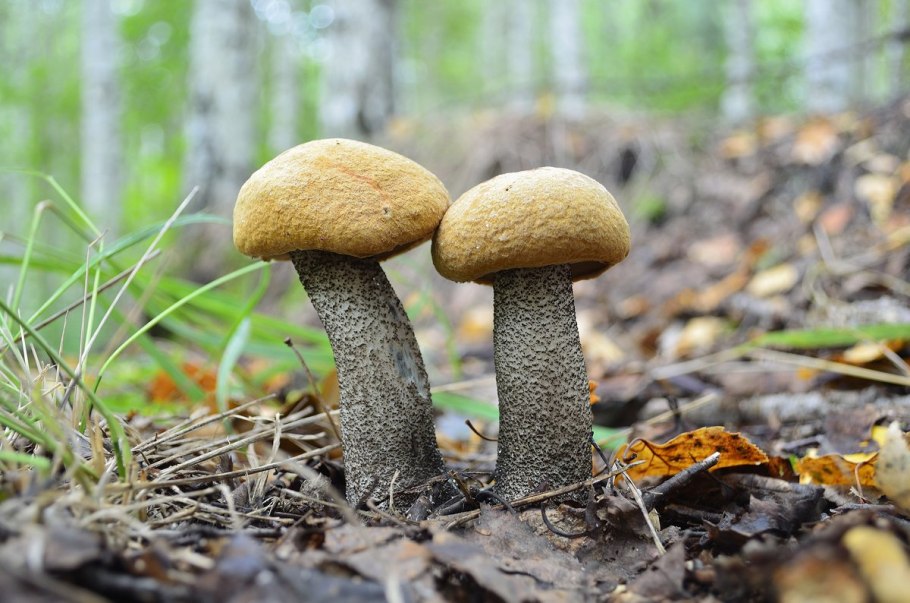 Осиновик желто-бурый