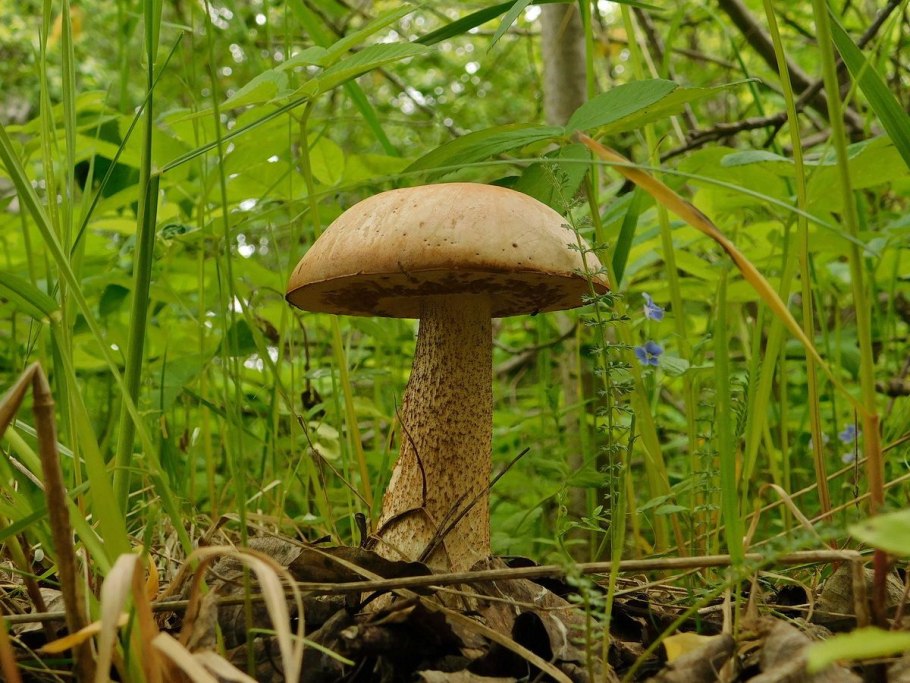 Подосиновик гименофор