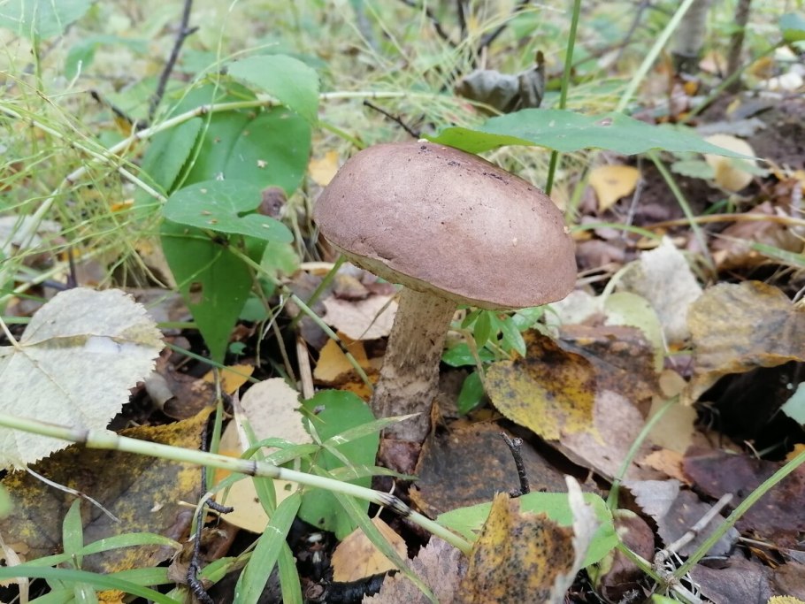 Козлецы и маслята