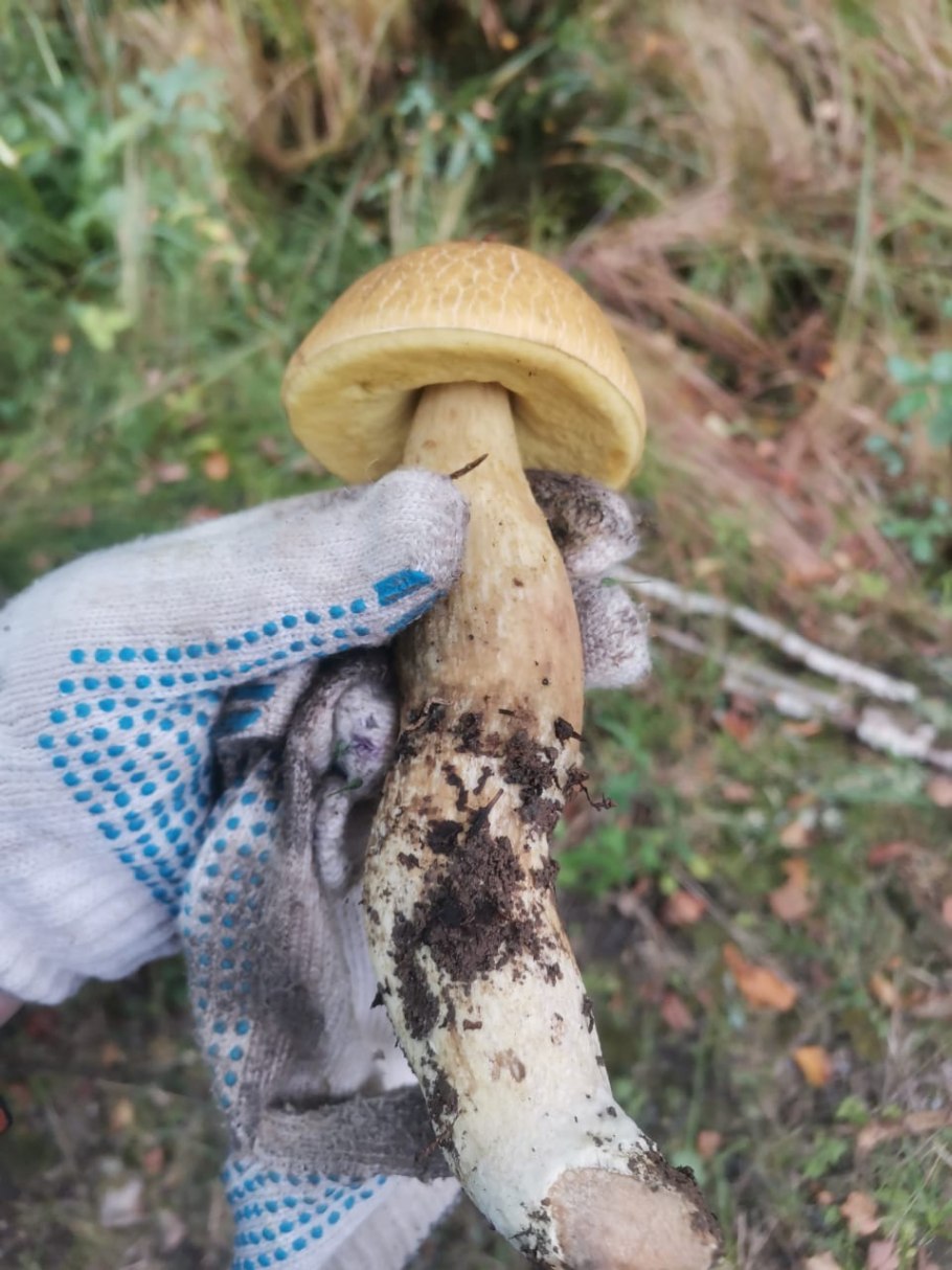 Польский гриб (Xerocomus badius)