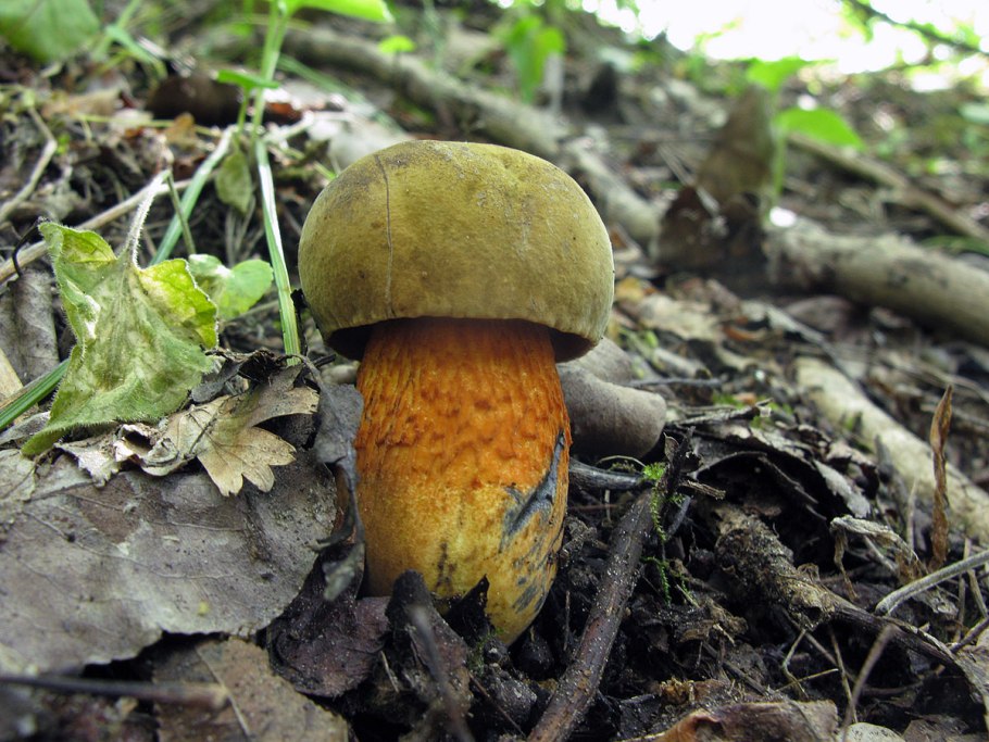 Обабок дубовый