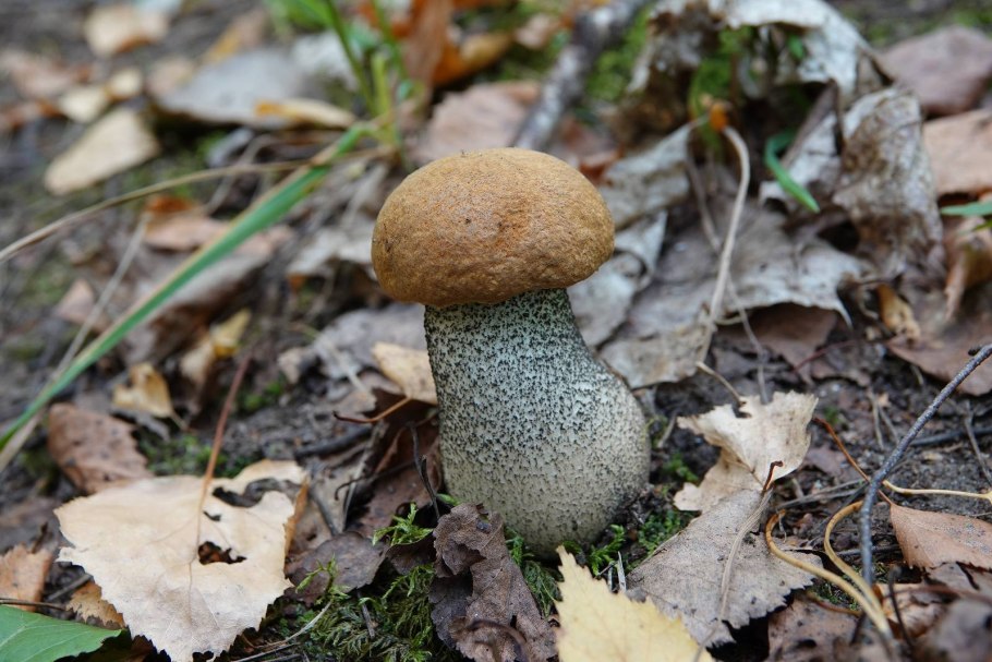 Подберёзовик шахматный