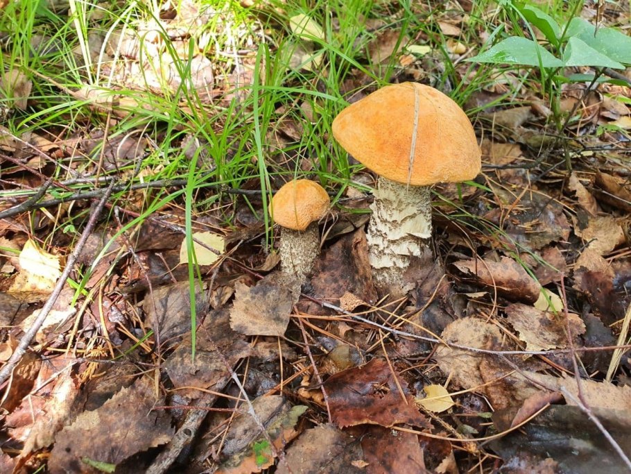 Красноголовики обабки