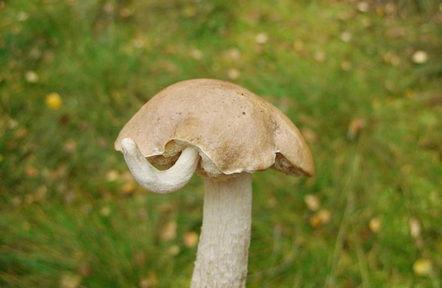 Подберезовик белый болотный